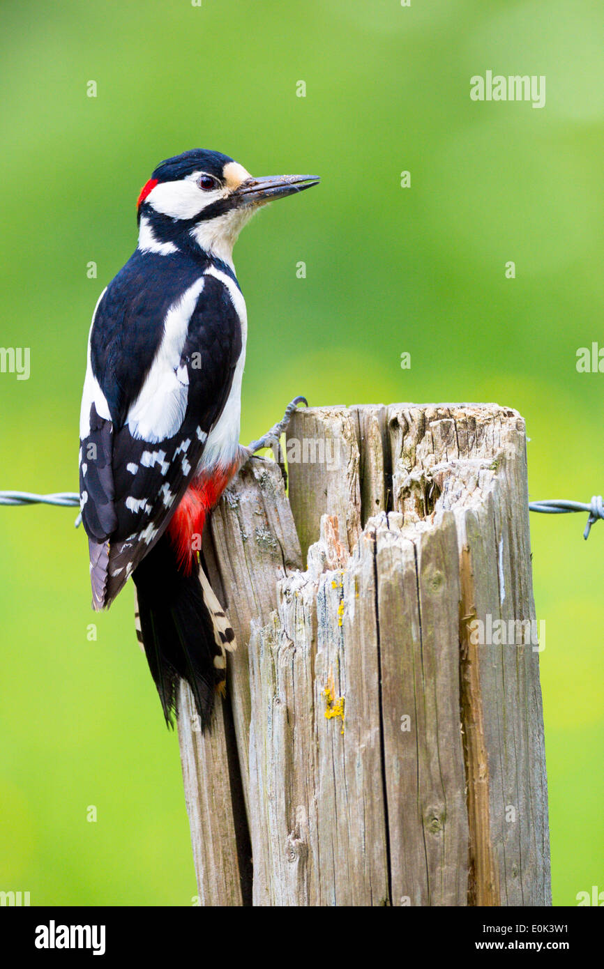 Great Spotted Woodpecker, Dendrocopus Major, klebt mit Klauen an Holzpfosten Stacheldraht, UK Stockfoto