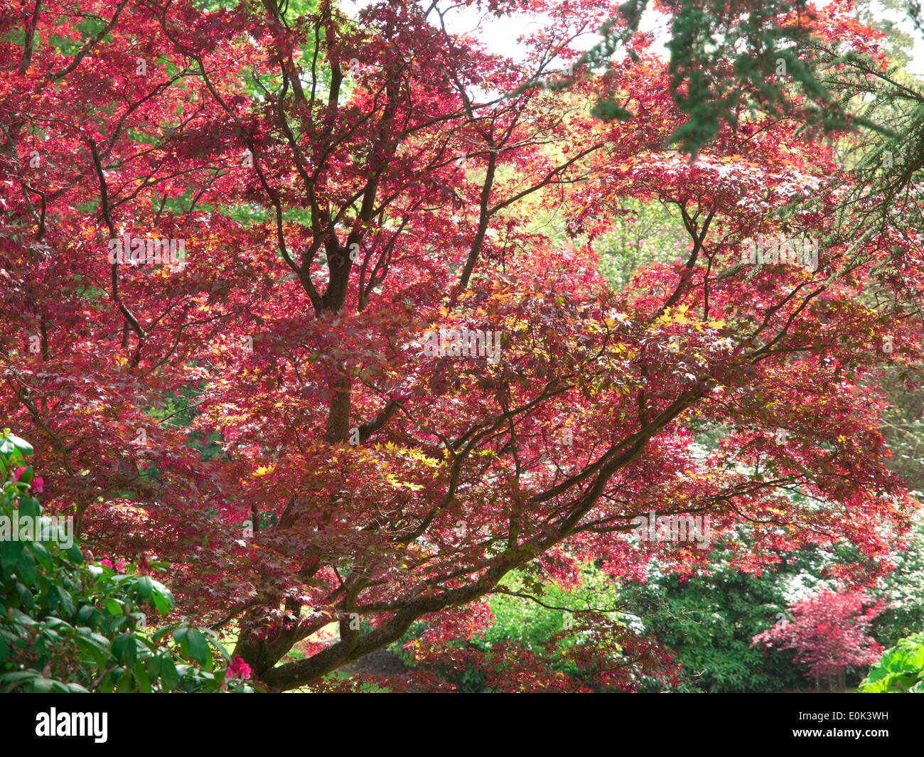 Sheffield Park und Garten, ein National Trust in East Sussex Stockfoto