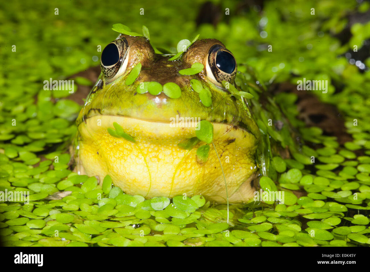 Nördlichen grünen Frosch im Teich, zentrale PA, USA (Rana Clamitans) Stockfoto