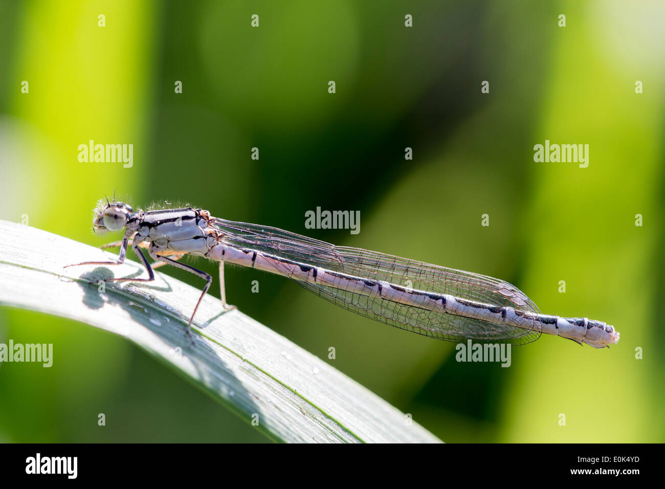 Damselfly, Zygoptera, ruht auf einem Blatt Stockfoto