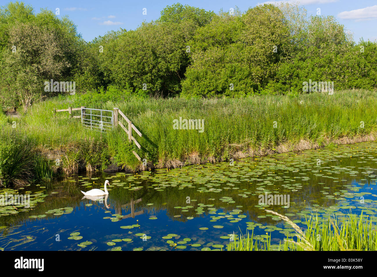 Ruhige Szene Somerset Levels im Sommer. Rhynes zur Erstellung von Weide von Feuchtgebieten für die Entwässerung kann leiden Überschwemmungen im winter Stockfoto