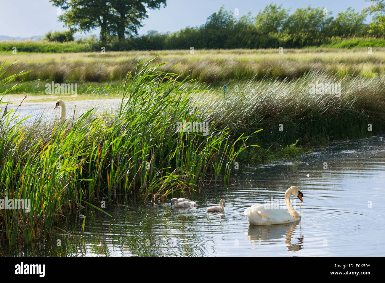 Männliche Maiskolben und weiblichen Stift Erwachsenen Höckerschwäne, Cygnus Olor mit Cygnets im Sommer auf Feuchtgebiet in Otmoor Nature Reserve, Oxfordshire UK Stockfoto