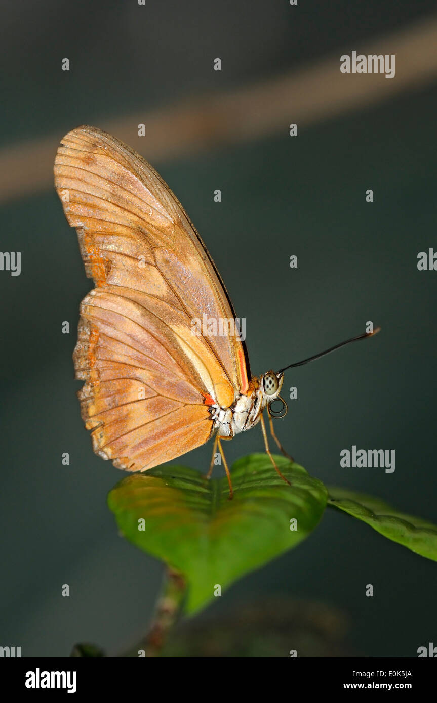 Vertikale Bild von Julia Butterfly, Dryas Iulia, ruht auf einem grünen Blatt. Stockfoto