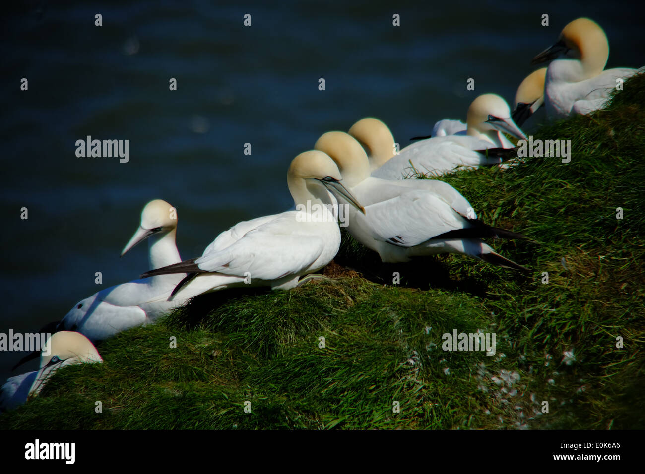 Verschachtelung Basstölpel auf Felsen. Stockfoto