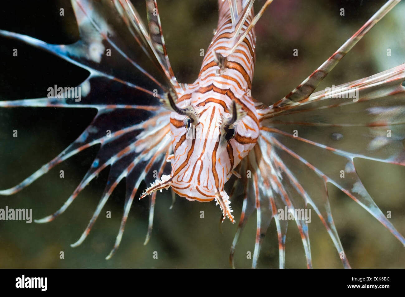 Feuerfische hautnah, Raja Ampat, West-Papua, Indonesien. (Pterois Volitians) Stockfoto