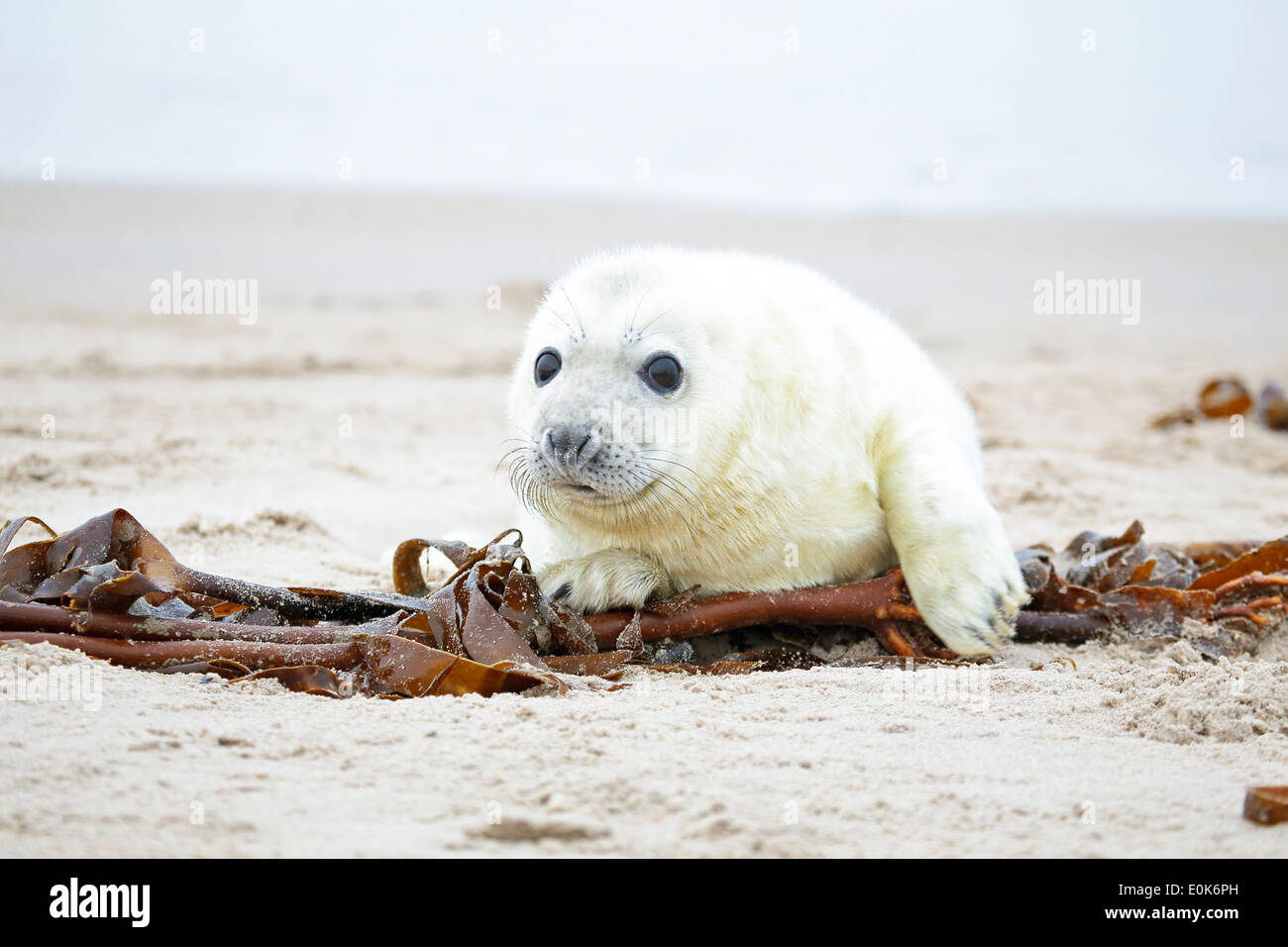 Weiß grau Baby-Robbe schaut neugierig am Strand mit großen geöffneten Augen Stockfoto