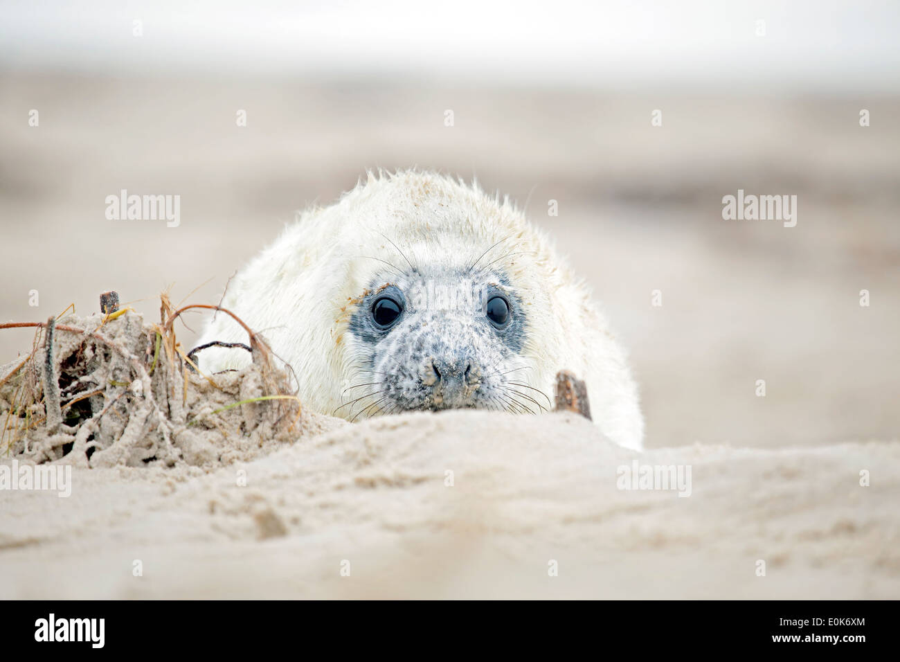 Baby-Grey Seal (Halichoerus Grypus) am Strand zu entspannen Stockfoto
