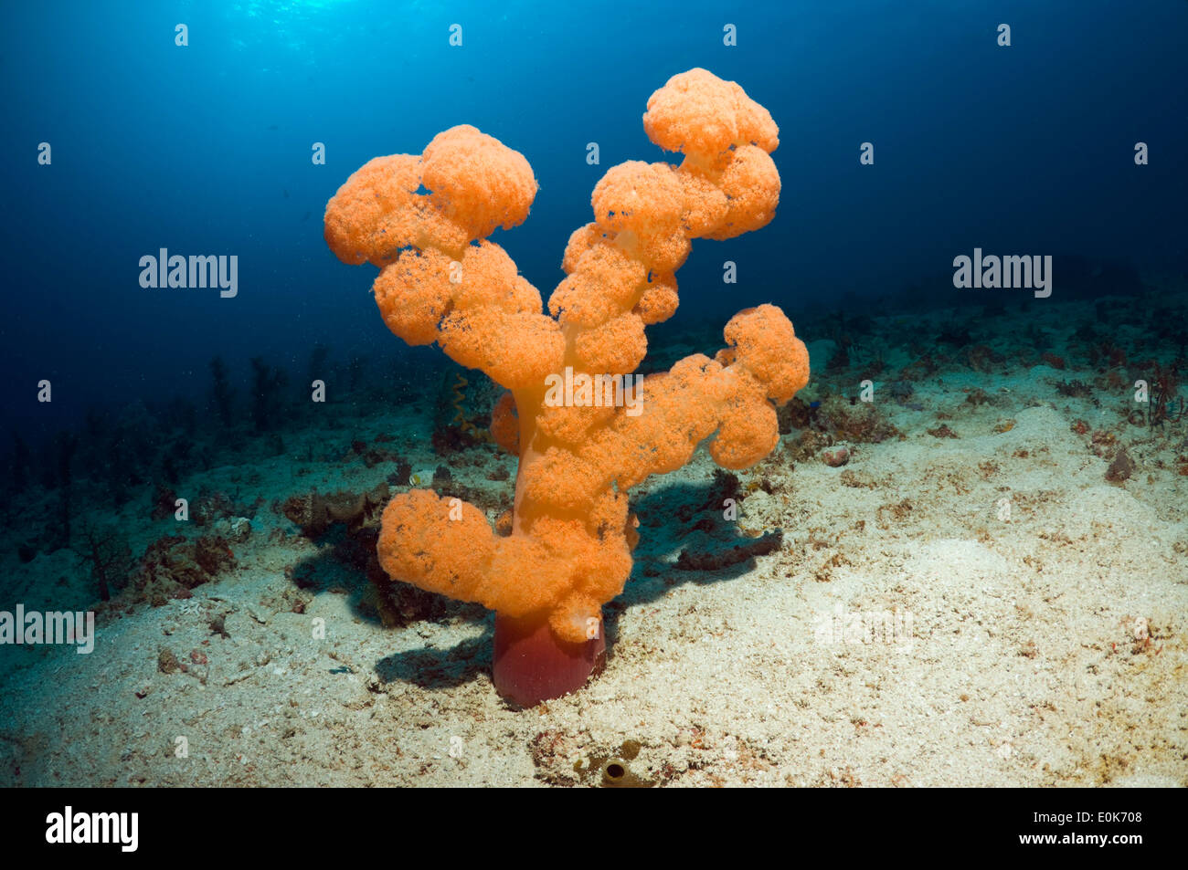 Weiche Koralle, Umbellate Baum Korallen. Nationalpark Komodo, Indonesien. (Dendronephthya Mucronata) Stockfoto