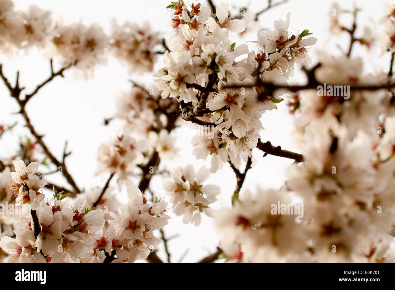 Mandelbaum-Blumen Stockfoto