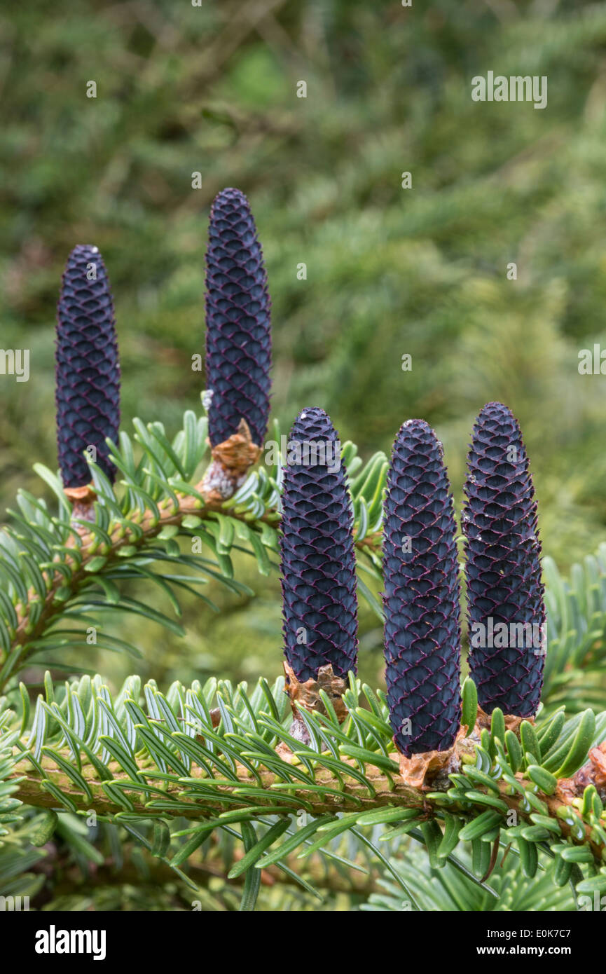 Samen Kegel Forrest Tanne (Abies Forrestii var Georgei) ursprünglich aus China Yorkshire Arboretum Kew Castle Howard North Yorkshire Mai Stockfoto