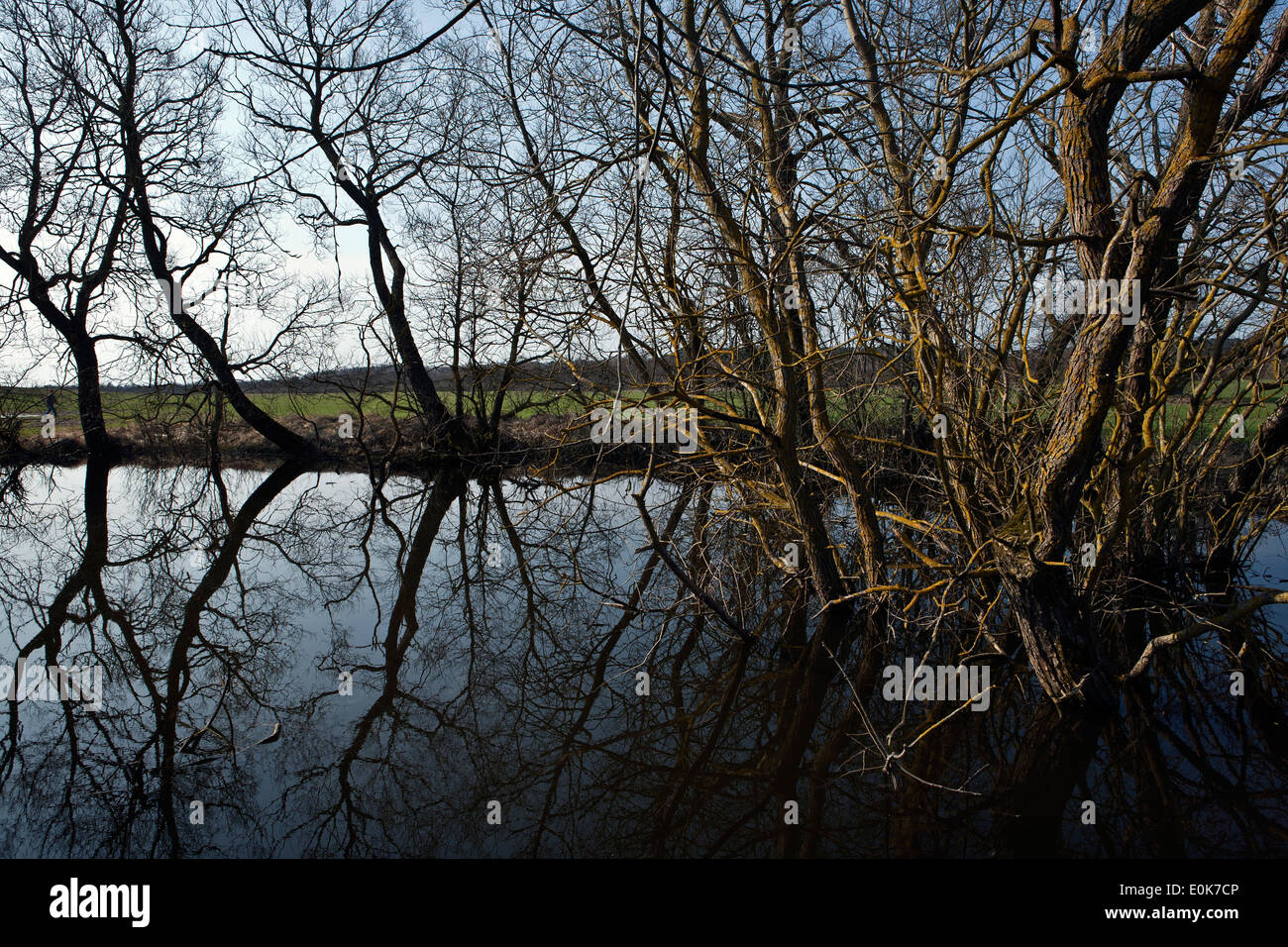 Überschwemmungsgebiet und wild Bush in Kurland Lettland Stockfoto