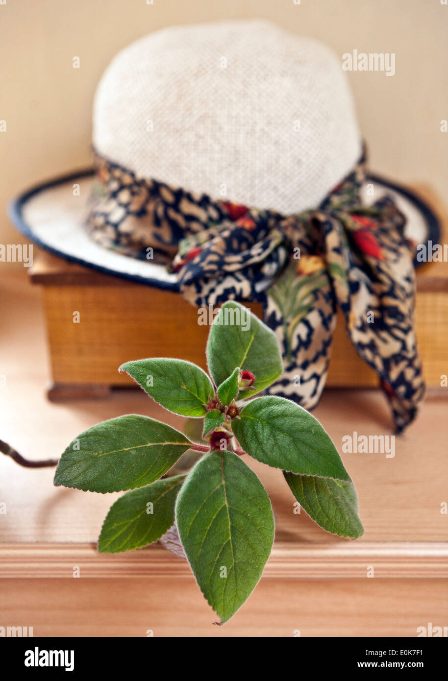 Ein Strohhut mit einer Pflanze angeordnet Innenaufnahme Stockfoto