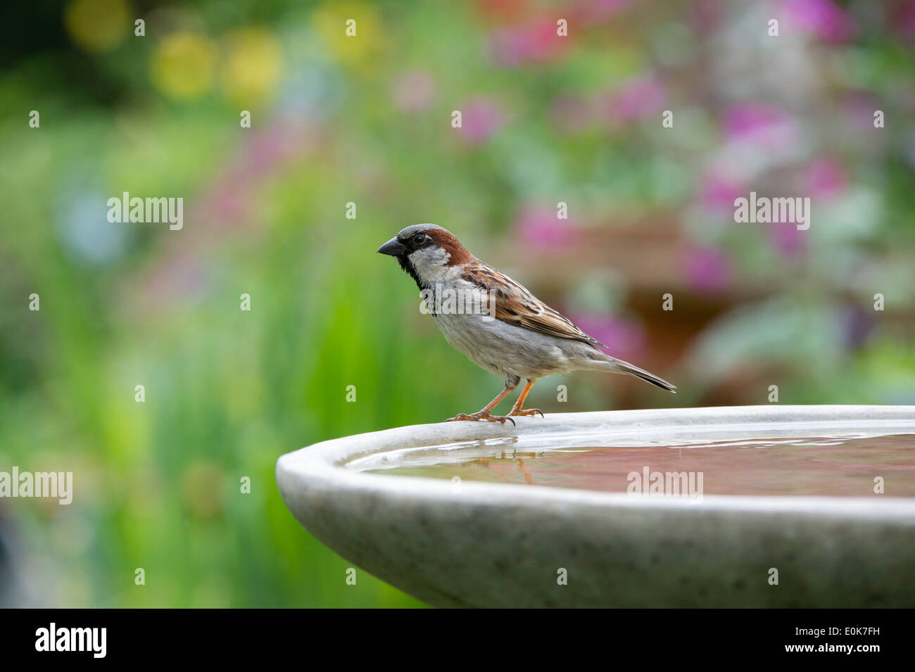 Männliche Haussperling auf ein Vogelbad Stockfoto