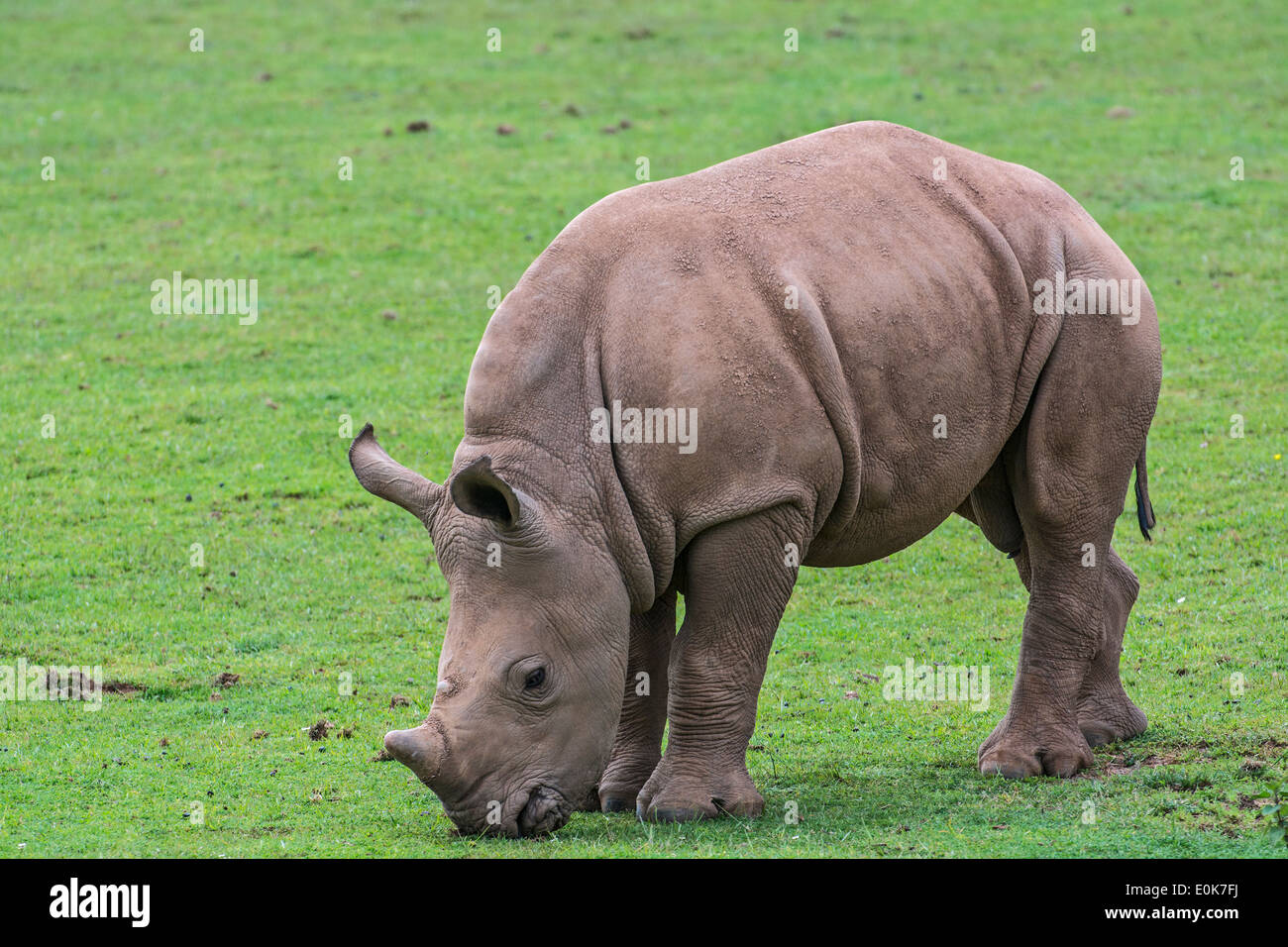Afrikanische Breitmaulnashorn / Square-lippige Rhinoceros (Ceratotherium Simum) Kalb Beweidung Rasen Stockfoto