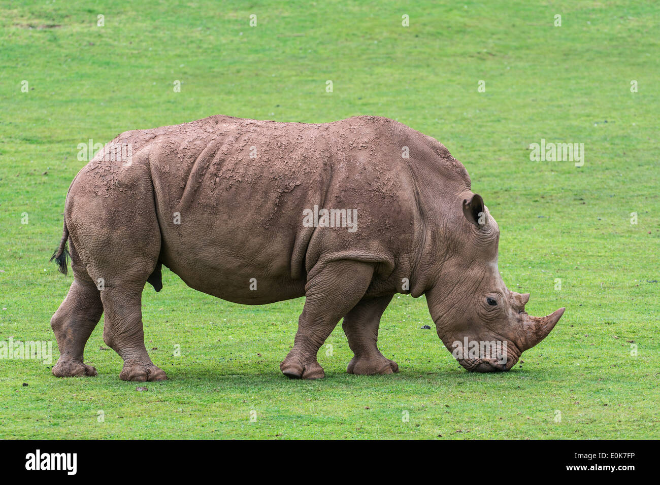 Afrikanische Breitmaulnashorn / Square-lippige Rhinoceros (Ceratotherium Simum) weibliche Beweidung Rasen Stockfoto