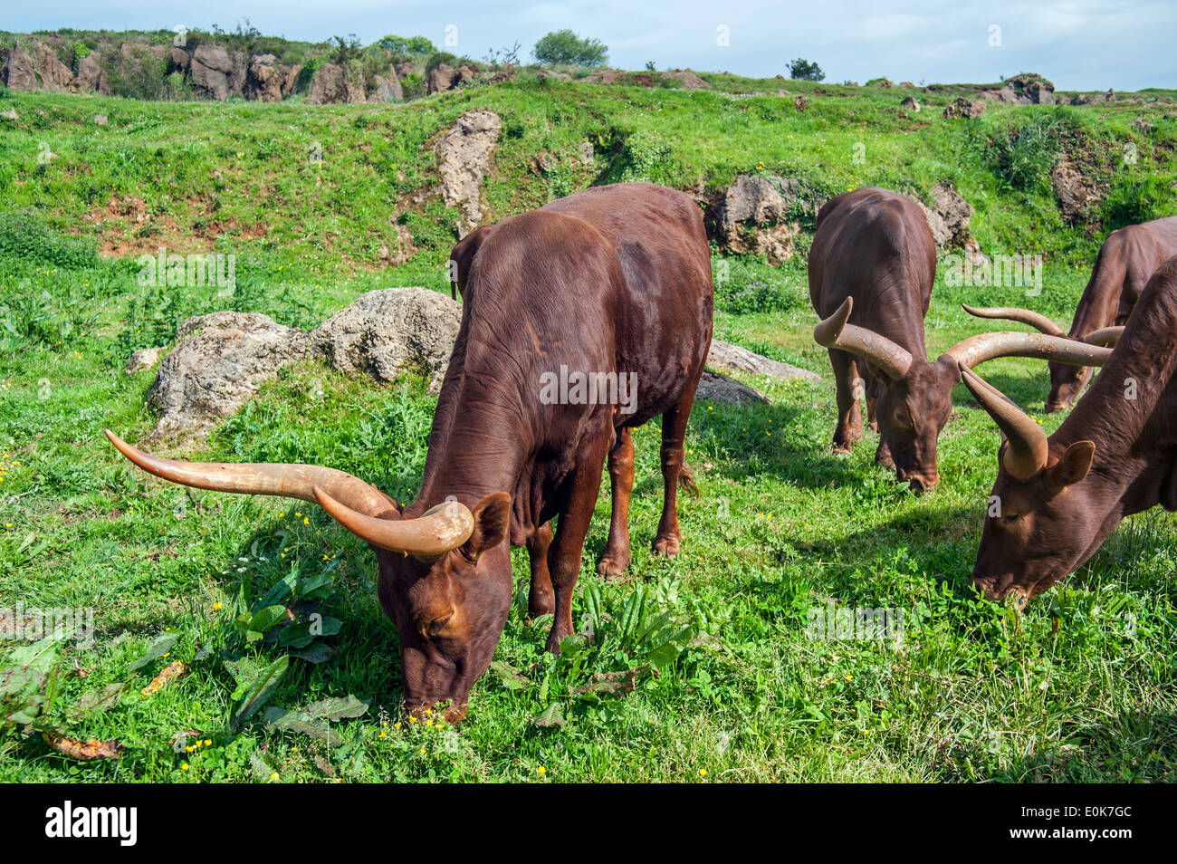 Herde von Watusi / Ankole-Watusi / Ankole Longhorn (Bos Taurus) mit markanten Hörnern, Sanga Rinderrasse Rasen weidenden Kühe Stockfoto