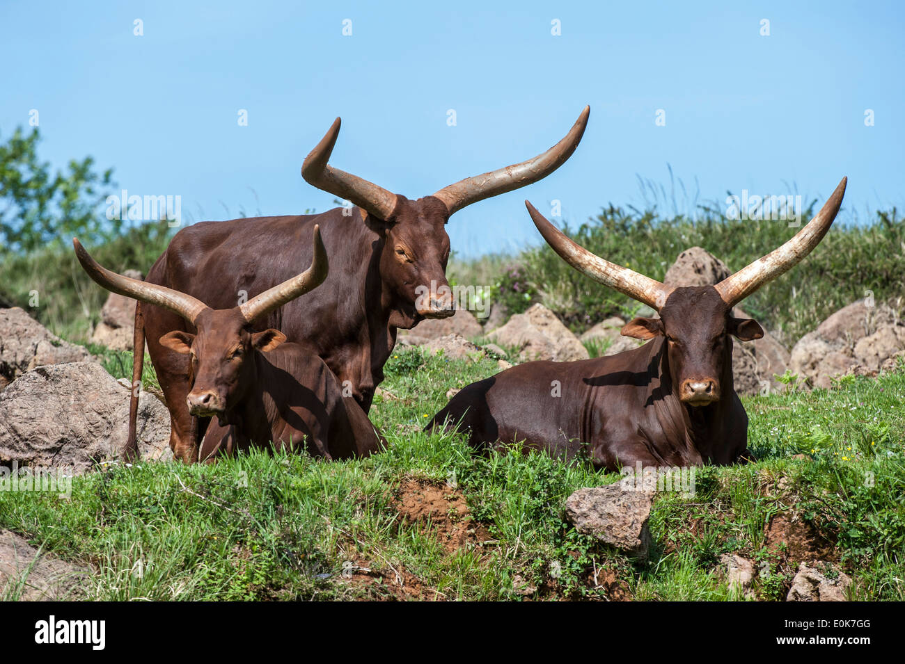 Herde von Watusi / Ankole-Watusi / Ankole Longhorn (Bos Taurus) Kühe mit markanten Hörnern Sanga Rinder züchten Stockfoto