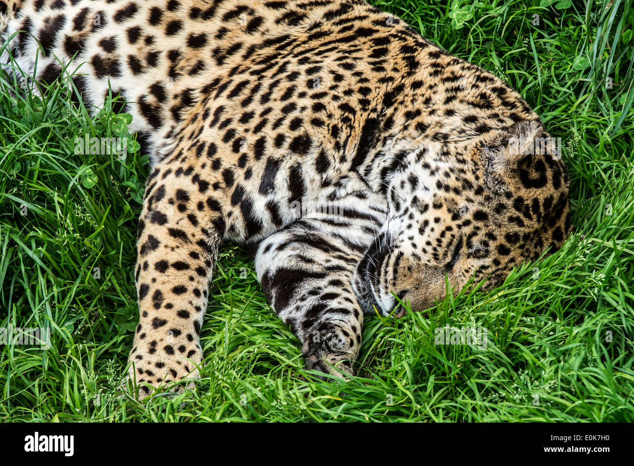 Panther / Jaguar (Panthera Onca) schlafen in den Rasen, ursprünglich aus Mittel- und Südamerika Stockfoto