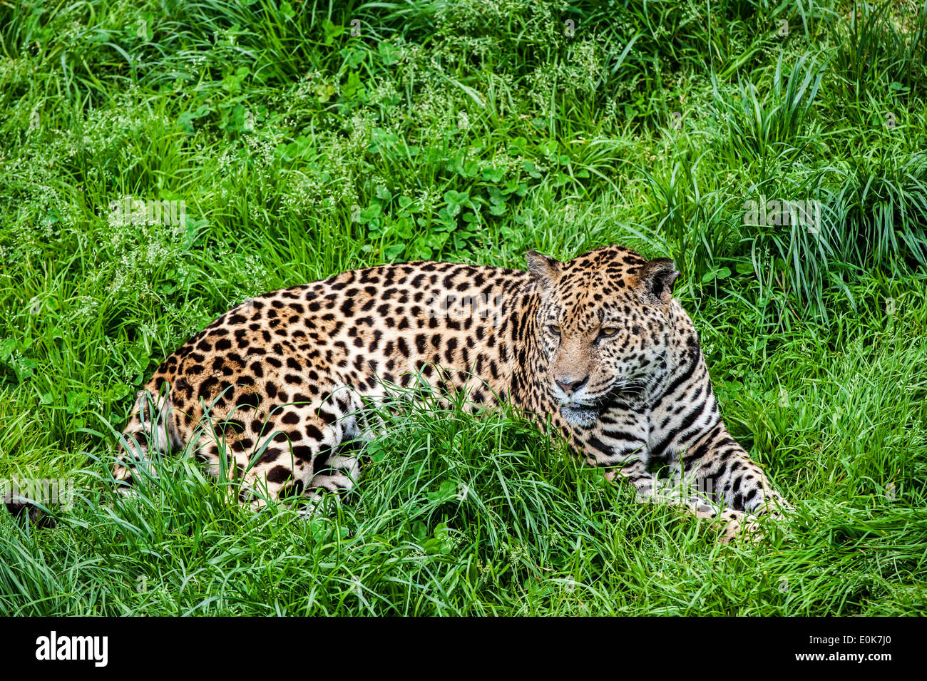 Panther / Jaguar (Panthera Onca) ruhen in den Rasen, ursprünglich aus Mittel- und Südamerika Stockfoto