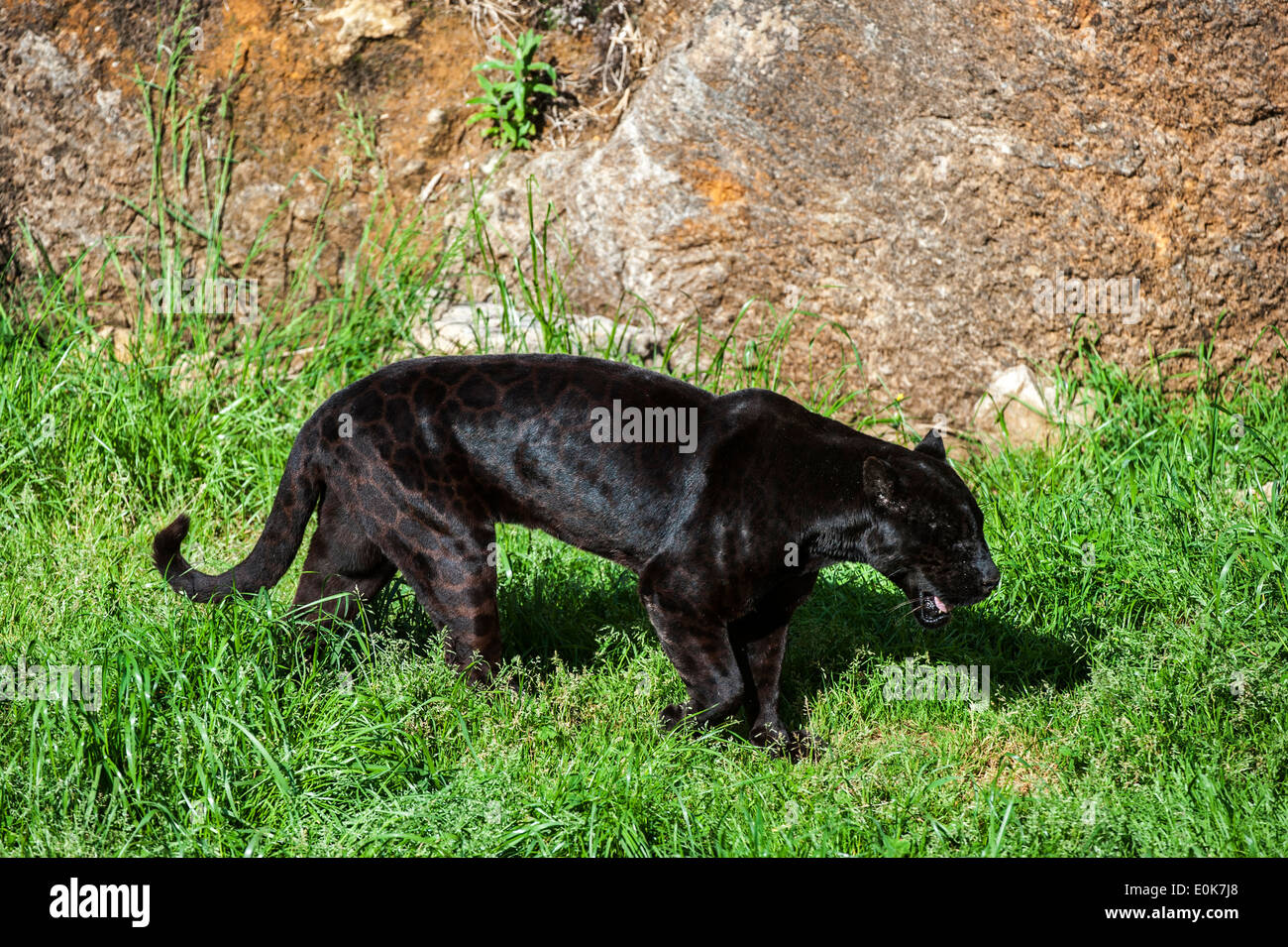 Black Panther / melanistische Jaguar (Panthera Onca) mit noch sichtbaren Flecken entlang der Felswand Stockfoto