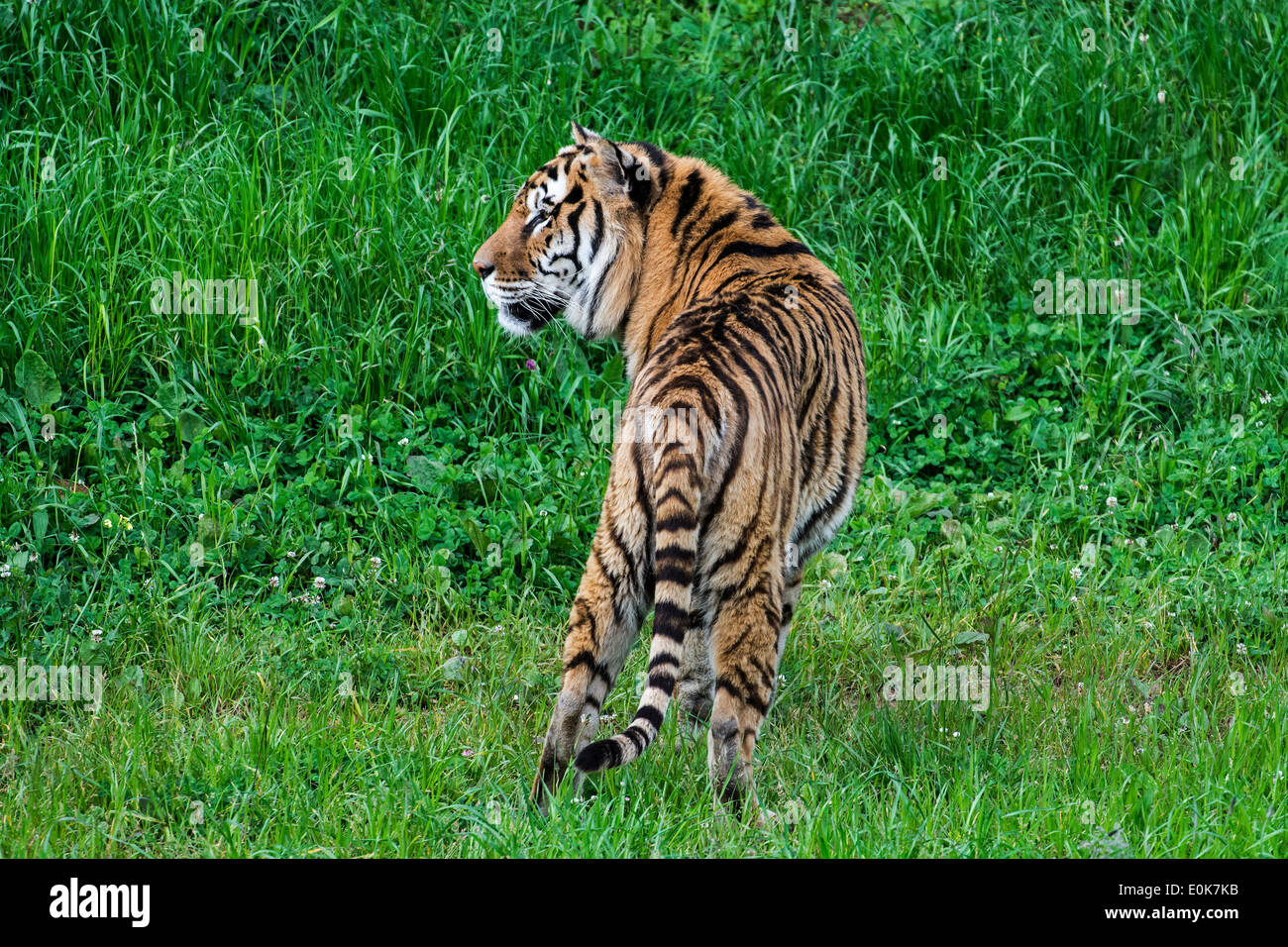 Rückansicht des bengalischen Tiger (Panthera Tigris Tigris) ursprünglich aus Indien, Bangladesch, Nepal und Bhutan Stockfoto