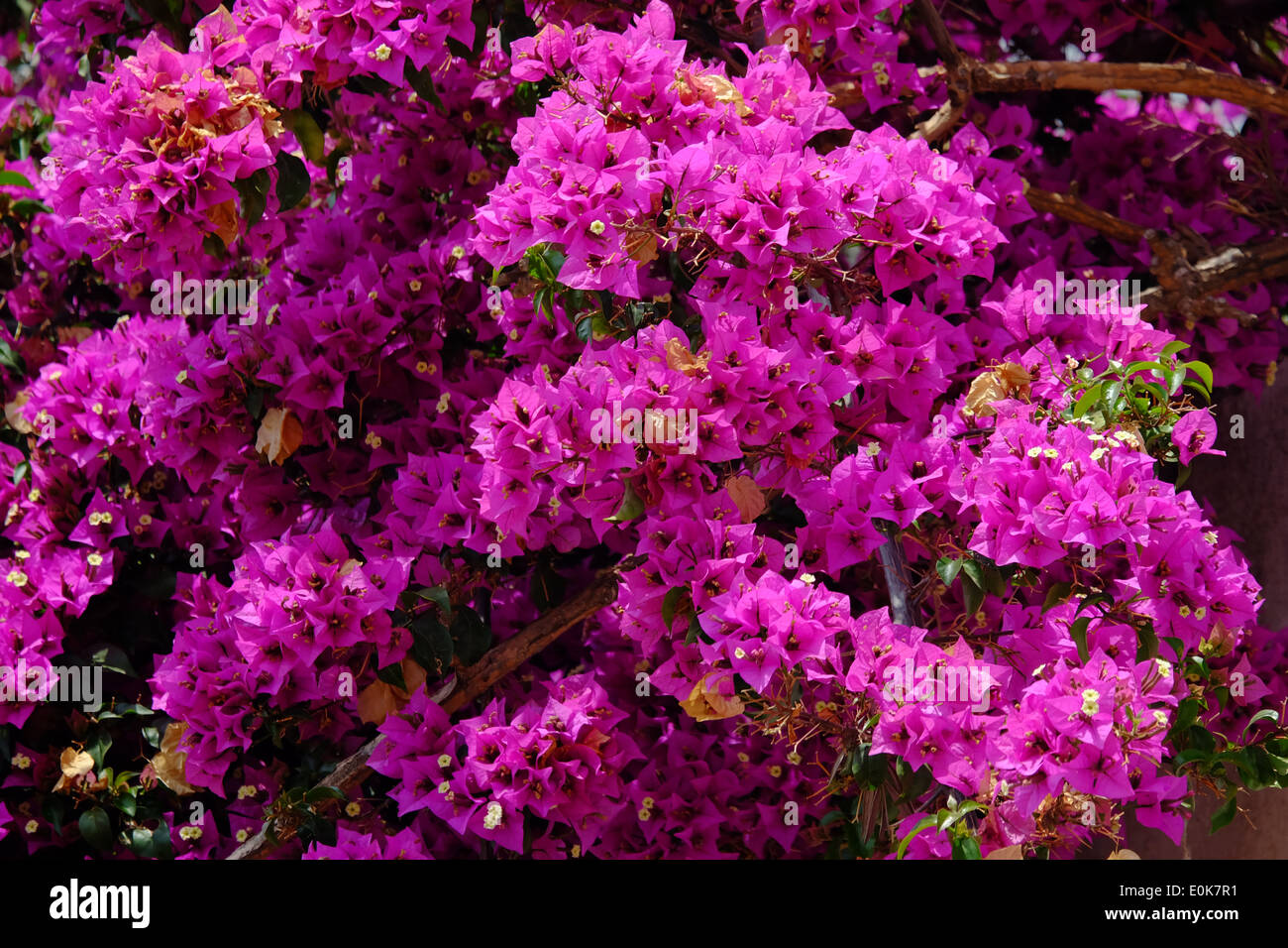 Rosa Bougainvillea. Stockfoto