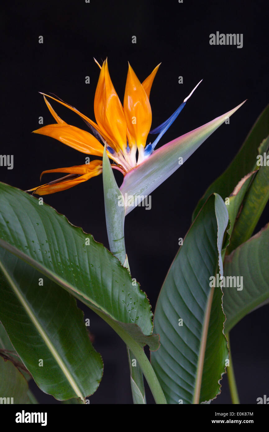 Paradiesvogel Blume Strelitzia exotische Orange blau Stockfotografie - Alamy