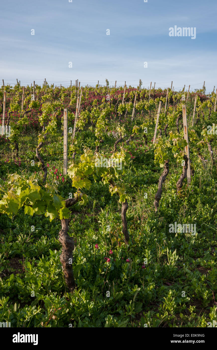 Wein-Weinanbau Stockfoto