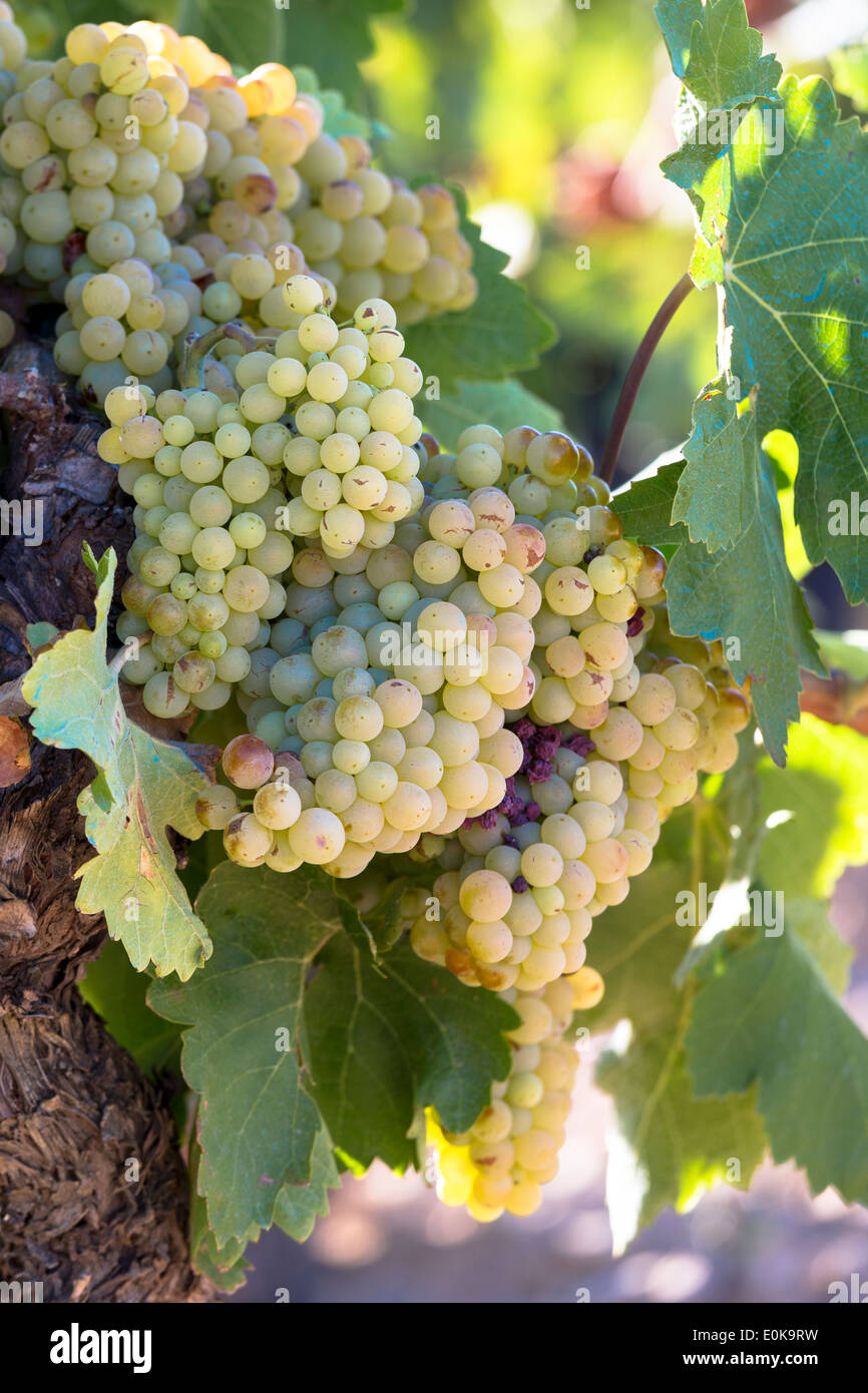 Grüne Viura Trauben für weiße Rioja-Wein im Weinberg in Rioja-Alavesa Region Baskenland, Spanien Stockfoto