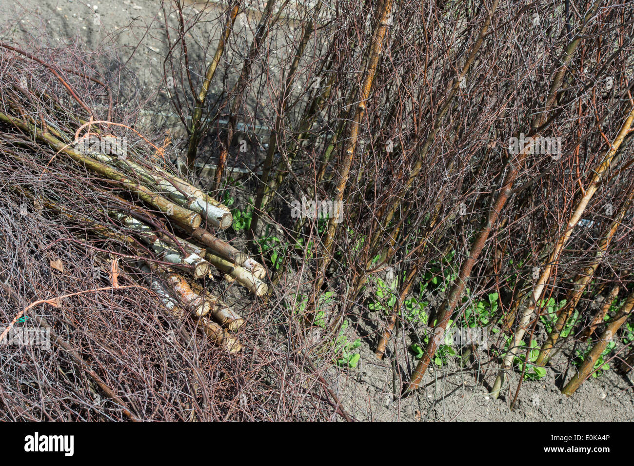 Kirschbaum Holz Erbse Stöcke geschnitten und um junge Erbsenpflanzen in einem englischen Garten gelegt Stockfoto