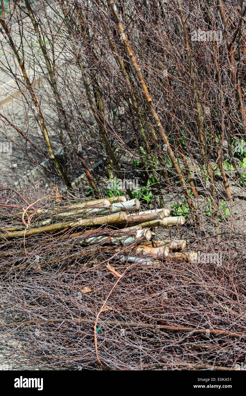 Kirschbaum Holz Erbse Stöcke geschnitten und um junge Erbsenpflanzen in einem englischen Garten gelegt Stockfoto