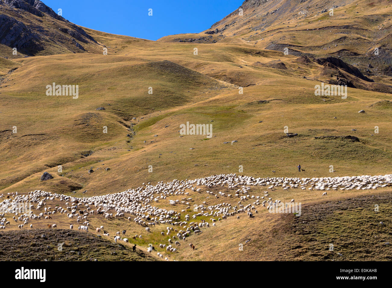 Berg-Schafe und Ziegen mit Hirt in Val de Tena in Formigal in spanische Pyrenäen, Spanien Stockfoto