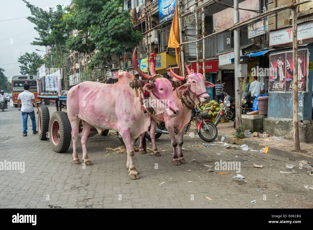 Dekorierte rosa Kühe, die geduldig darauf warten, ziehen einen Wagen auf dem Ganesh Festival, Mumbai, Indien Stockfoto