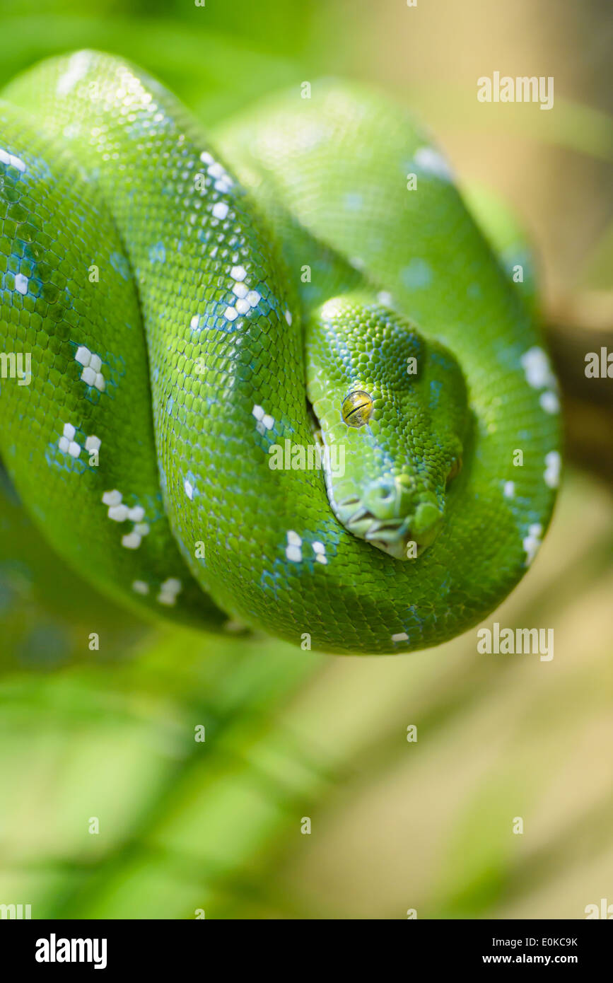 Tiere: Morelia Viridis, Grüner Baumpython, close-up erschossen, selektiven Fokus Stockfoto