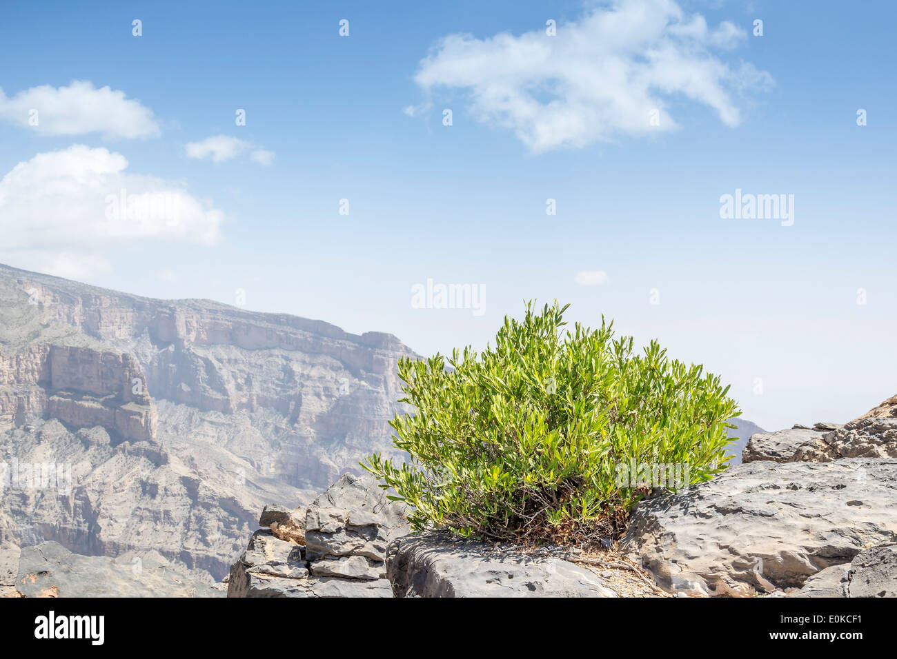 Bild der grünen Busch auf Berg Jebel Shams in Oman Stockfoto