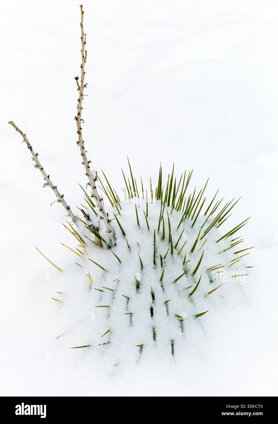 Yucca Pflanze, Frühling Schnee in den Rocky Mountains in der Nähe von Salida, Colorado, USA Stockfoto