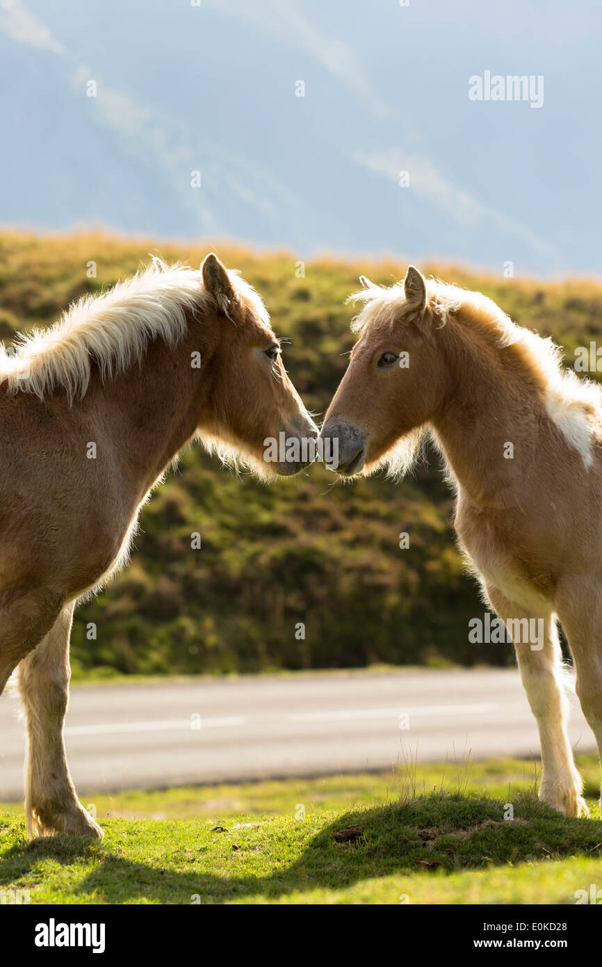 Stute und Fohlen Pferde reiben Nasen im Vallée d'Ossau in der Nähe von Laruns im Parc National des Pyrenäen Okzident, Frankreich Stockfoto