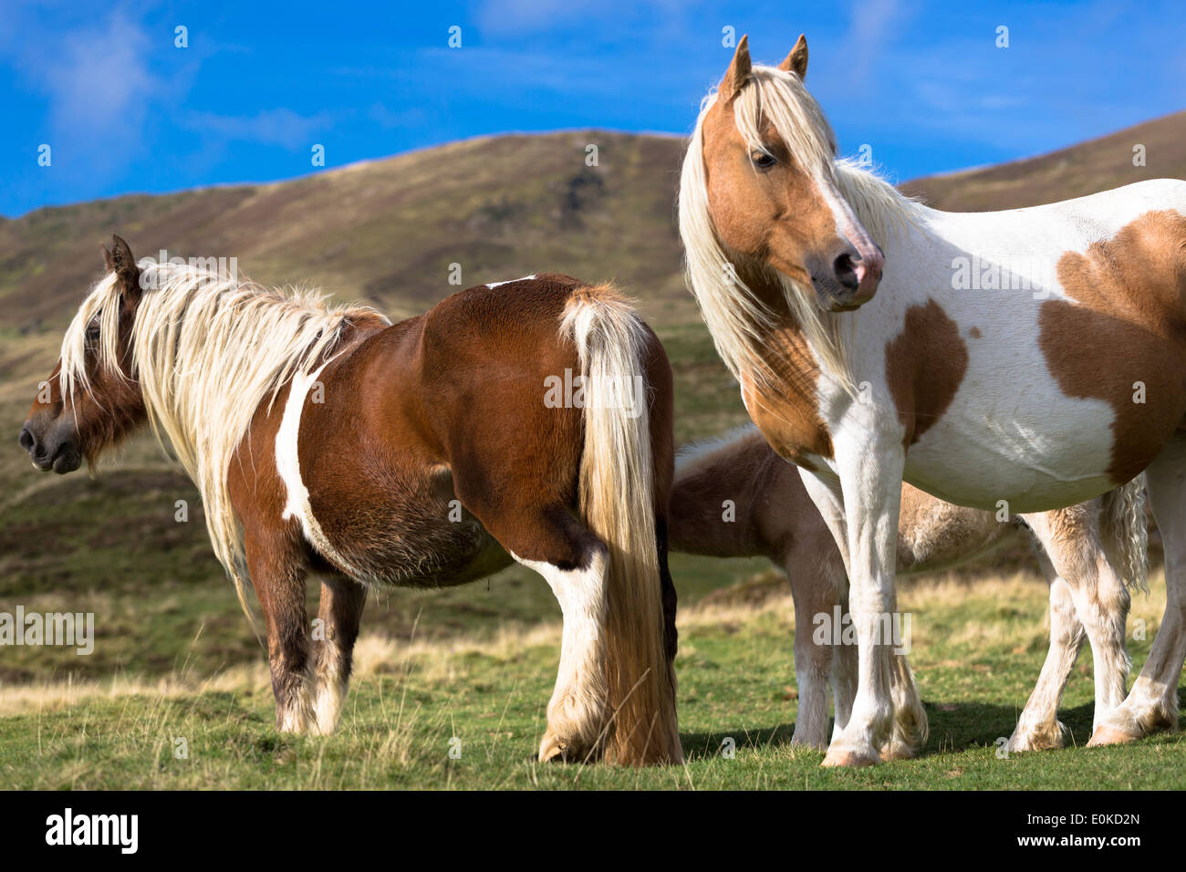 Stute und Fohlen Skewbal Farben-Pferde im Vallée d'Ossau in der Nähe von Laruns im Parc National des Pyrenäen Okzident, Frankreich Stockfoto