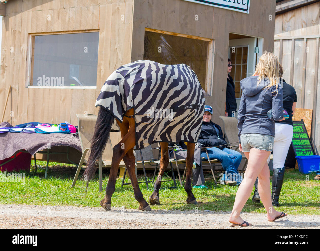 Pferd trägt Zebra gestreift Netz fliegen Blatt Decke bei einem Spaziergang vorbei an Eintrag Stand bei Horse Show. Stockfoto