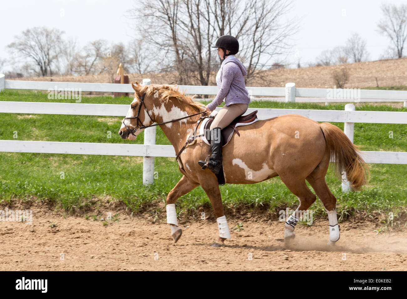 Teenager-Mädchen reiten malen Pferd Pony in Englisch Reiten Kleidung und Sattel an einem sonnigen Tag. Stockfoto