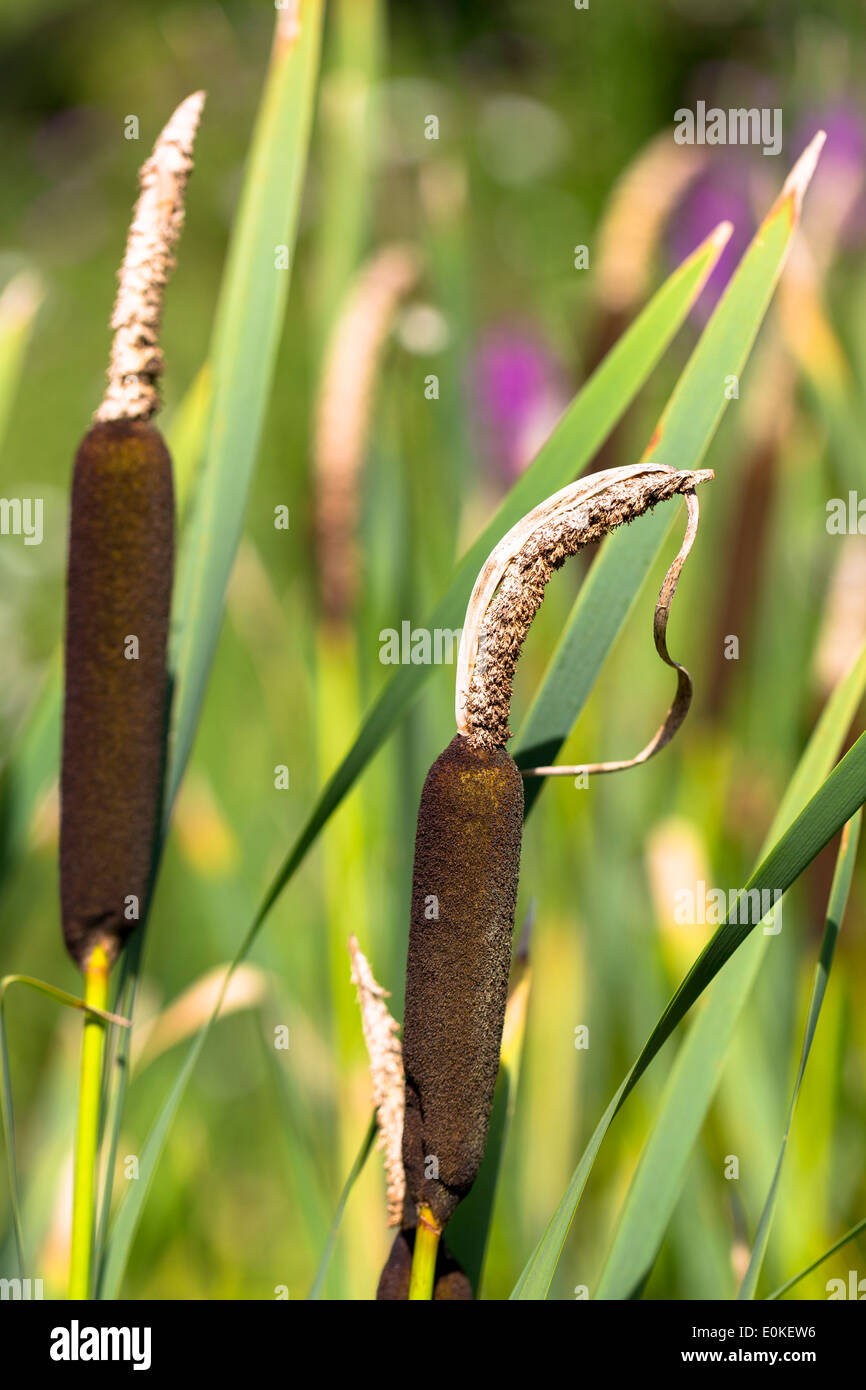 Uferzonen Sumpfpflanze - Rohrkolben - Typhaceae Seedhead im Teich in Cotswolds, England, Vereinigtes Königreich Stockfoto