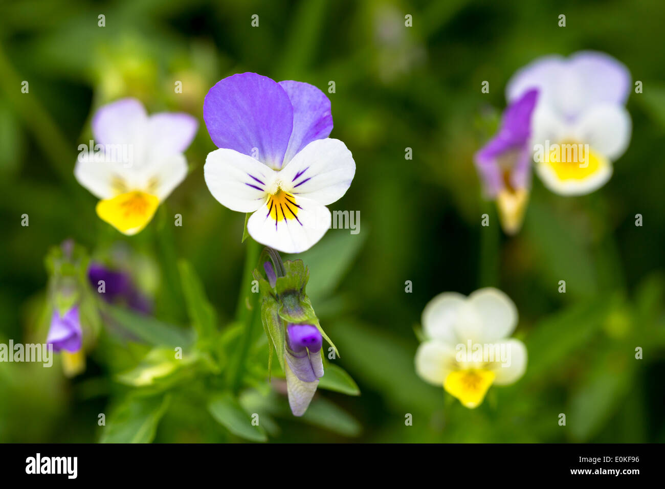 Lila und gelb Viola, Violaceae, essbare Blüten für Salate im Gemüsegarten in Oxfordshire, Vereinigtes Königreich Stockfoto