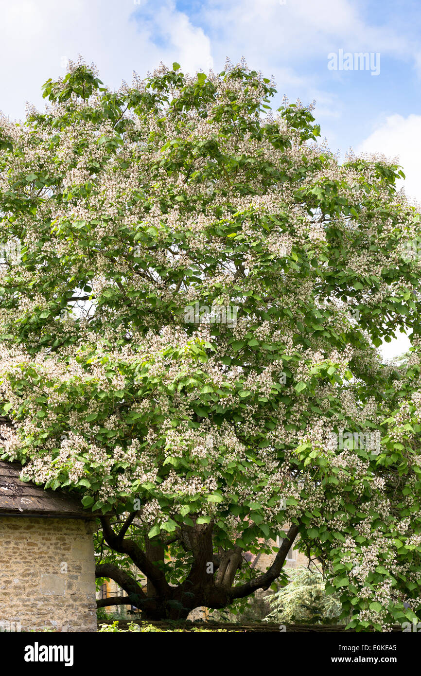 Catalpa Baum, indische Bohne, Catalpa Bignonioides, blühen im Sommer in Oxfordshire, Vereinigtes Königreich Stockfoto