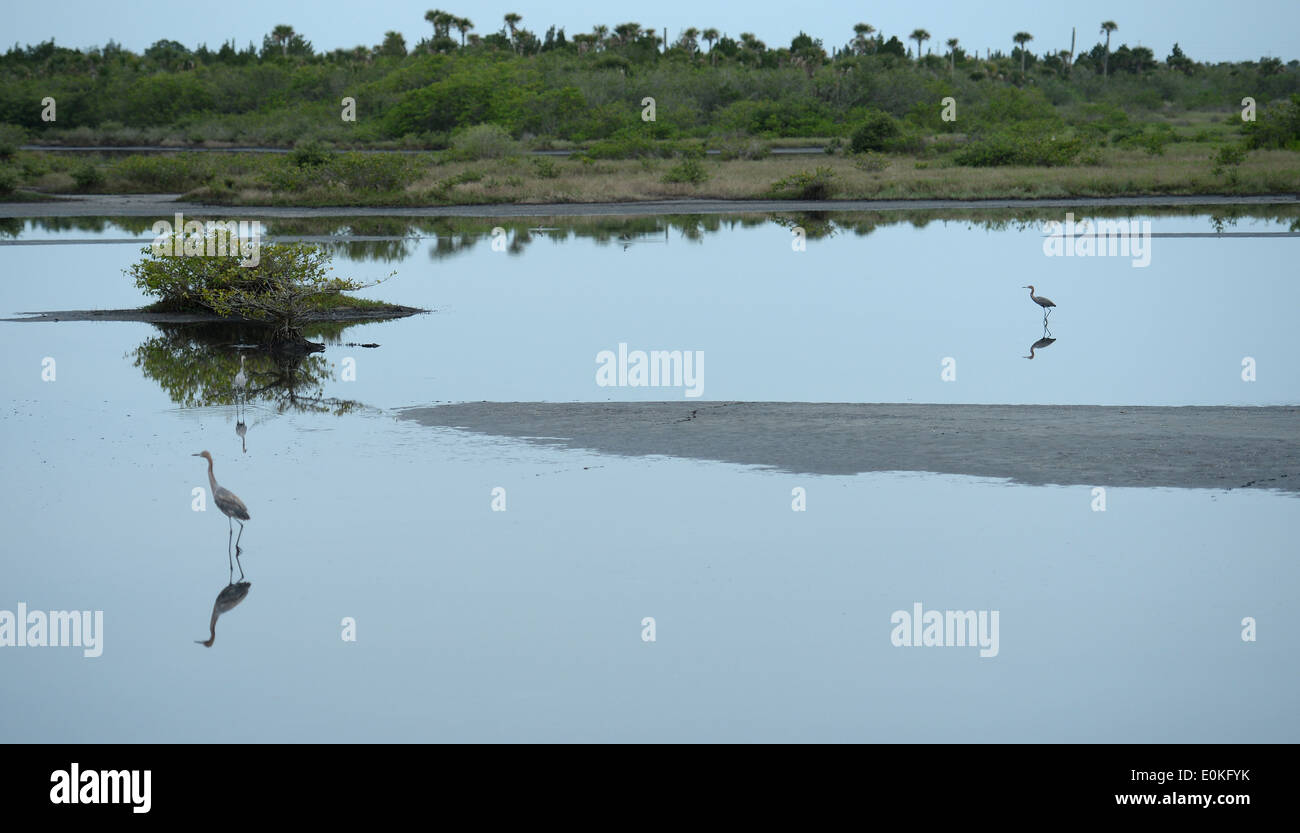 Vögel bei der Merritt Island National Wildlife Refuge auf den schwarzen Punkt-Wildnis-Antrieb in Florida Stockfoto
