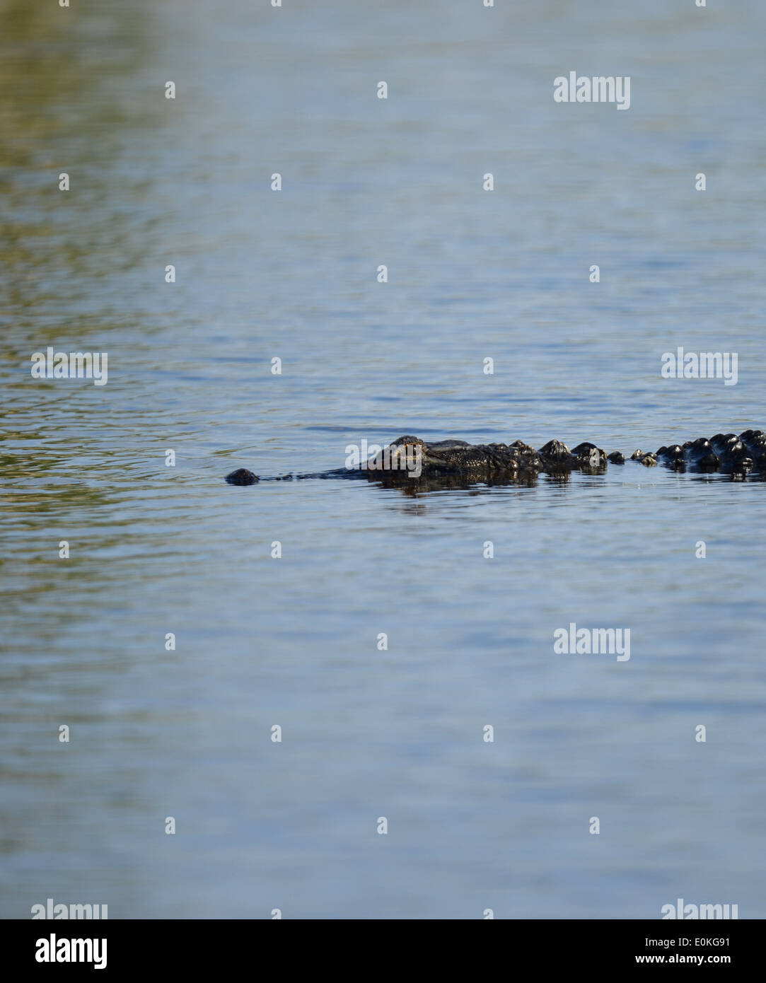 Alligator auf Merritt Island National Wildlife Refuge in der Nähe der schwarze Punkt Wildlife fahren in Florida. Stockfoto
