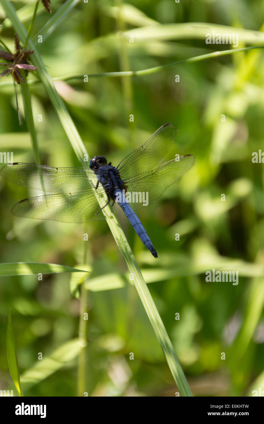 Große Libelle Stockfoto