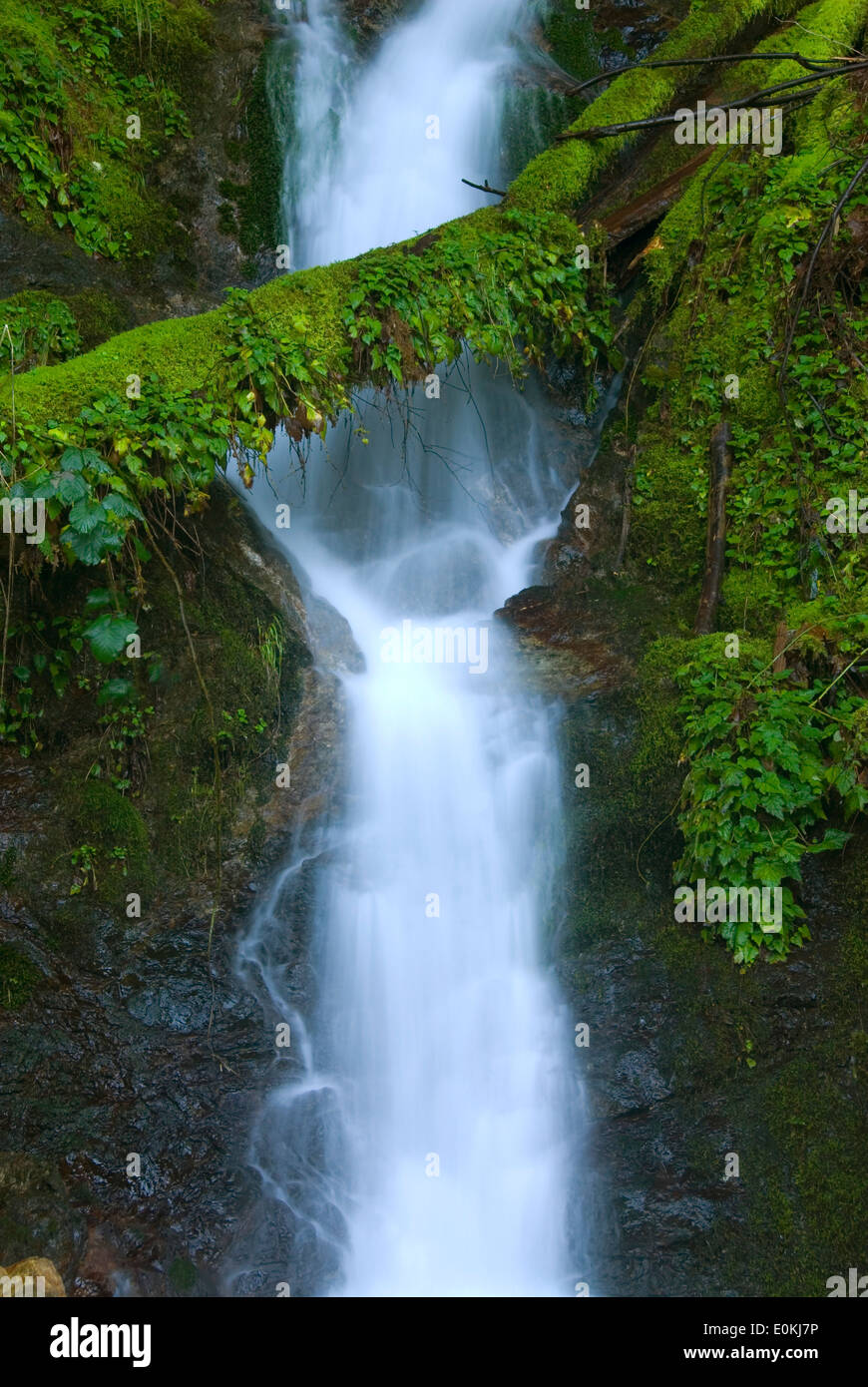 Nebenfluss Wasserfall, Elk Wild and Scenic River, Siskiyou National Forest, Oregon Stockfoto