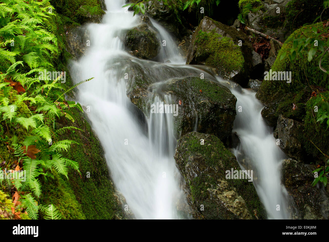 Cascade Creek entlang der Rogue River National Recreation Trail, Wild Rogue und Scenic River, Oregon Stockfoto