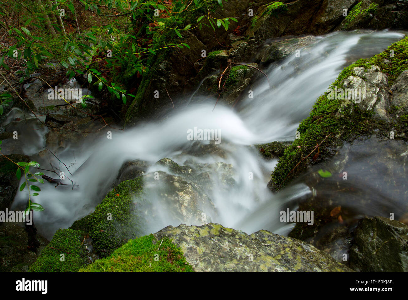 Cascade Creek entlang der Rogue River National Recreation Trail, Wild Rogue und Scenic River, Oregon Stockfoto
