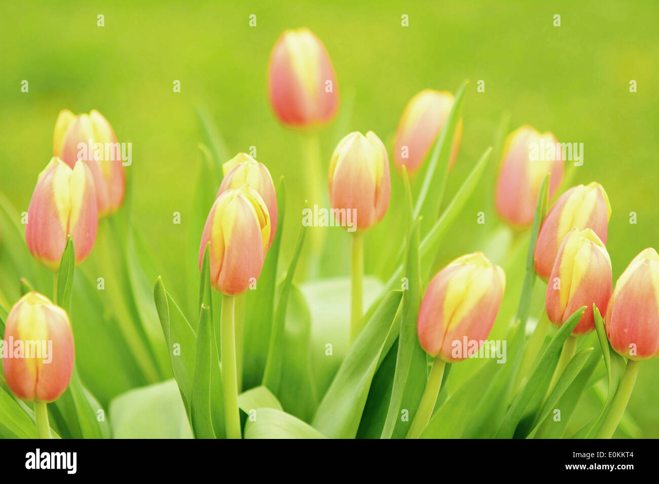 Nahaufnahme von dem Haufen von Tulpen mit grünem Hintergrund. Stockfoto